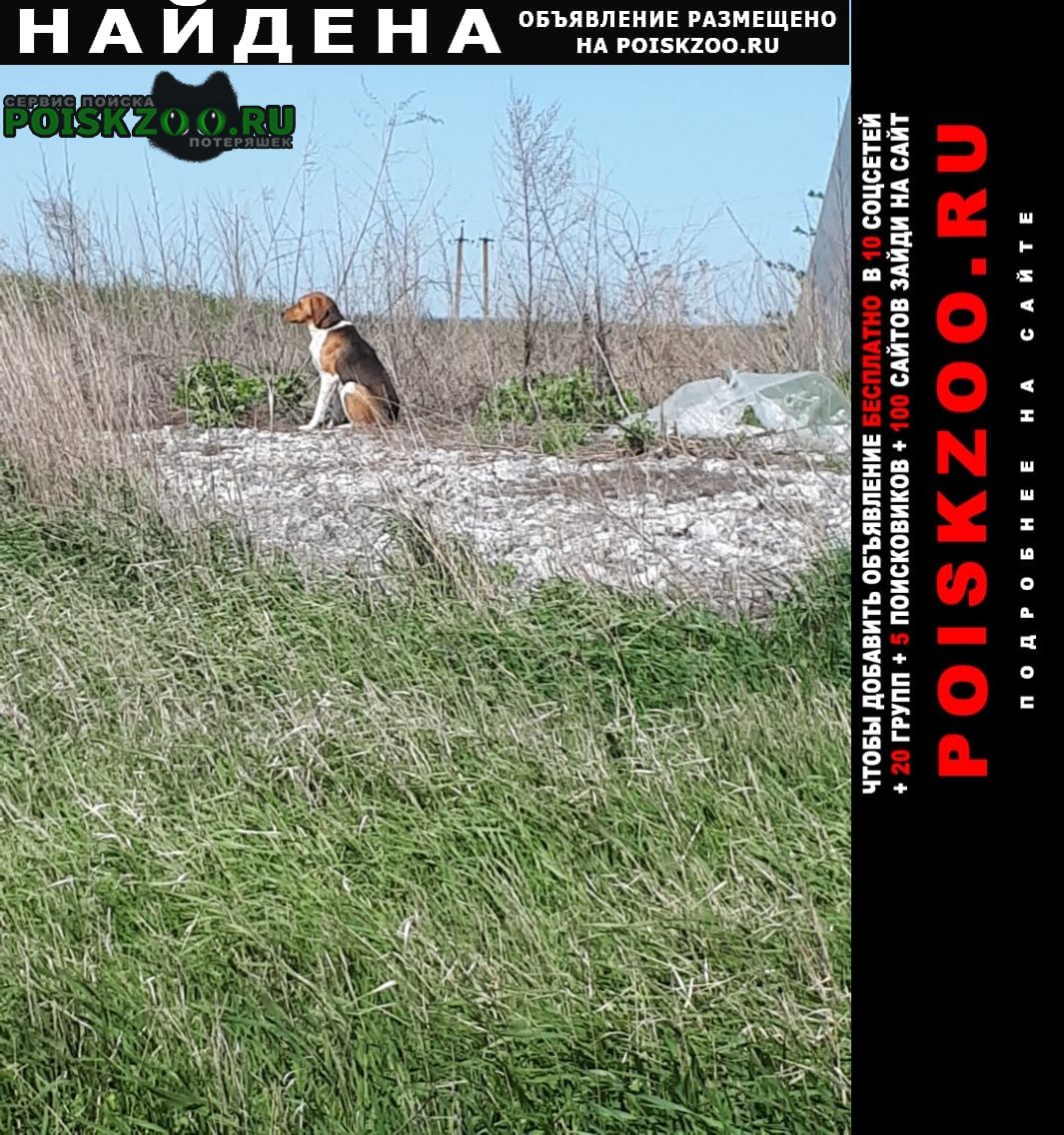 Найдена собака кобель Таганрог