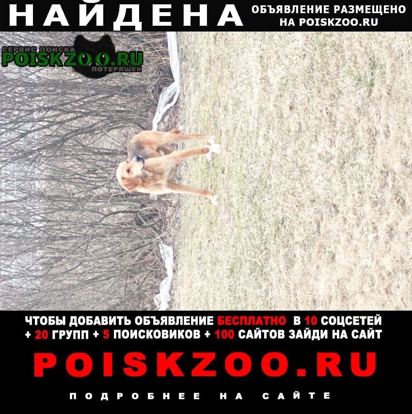 Найдена собака кобель Вологда