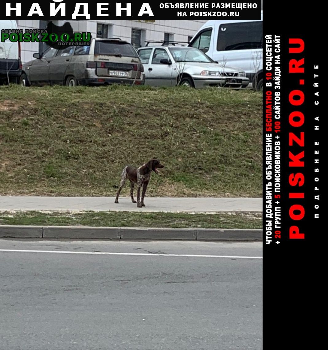 Найдена собака замечена собака Москва