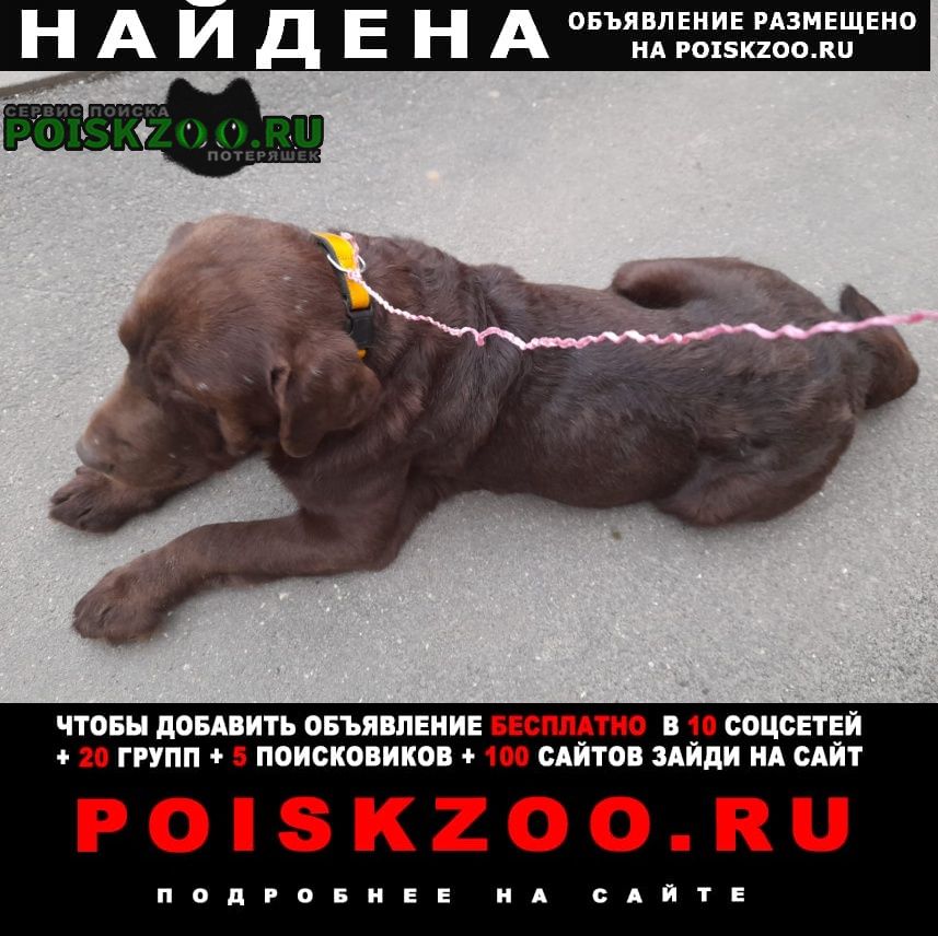 Найдена собака кобель Дедовск
