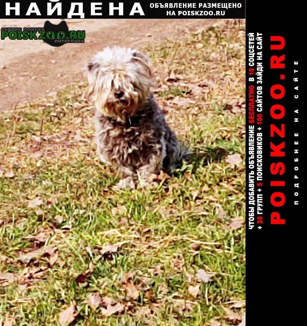 Найдена собака кобель Звенигород