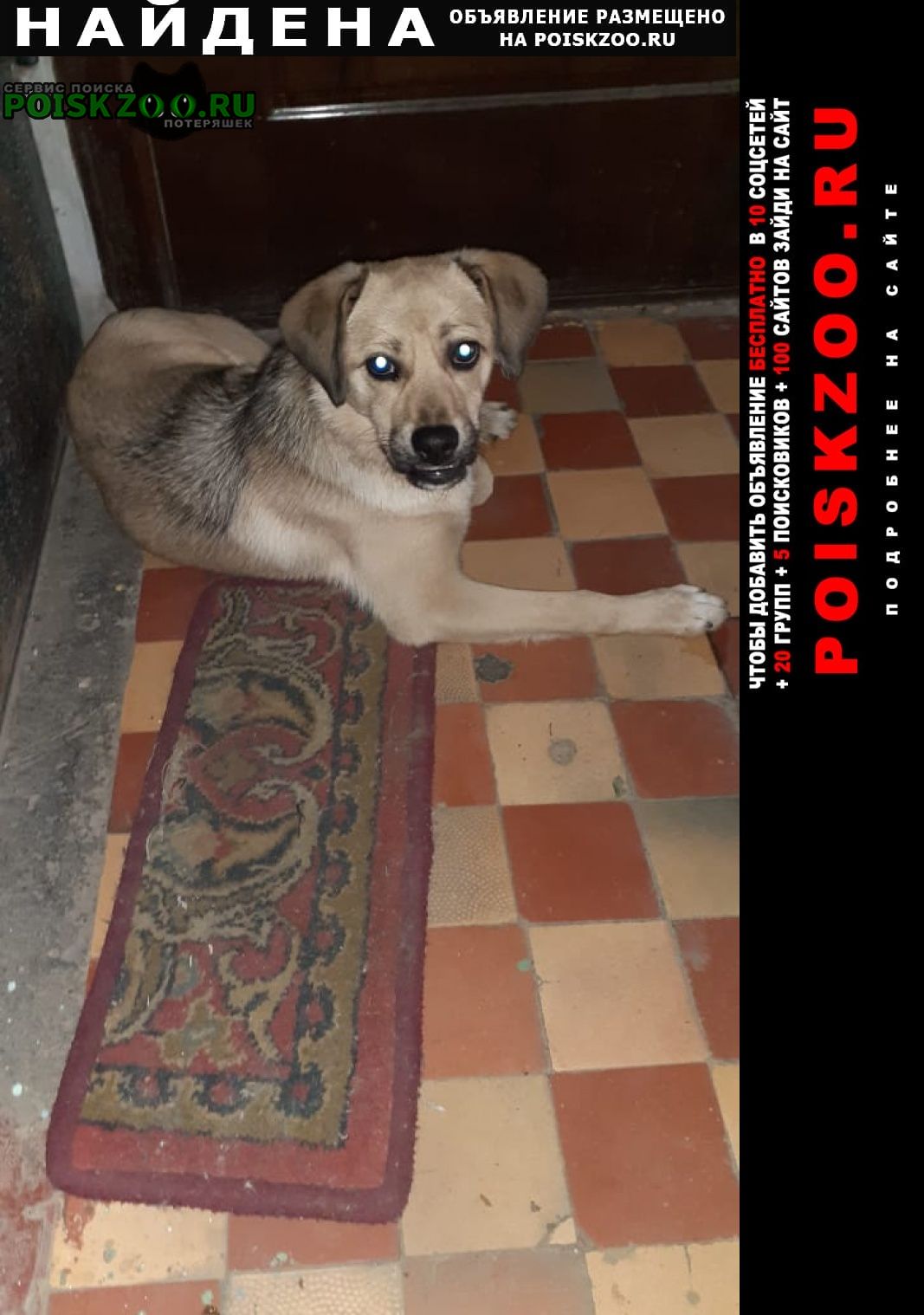 Найдена собака кобель, потерялась Краснодар