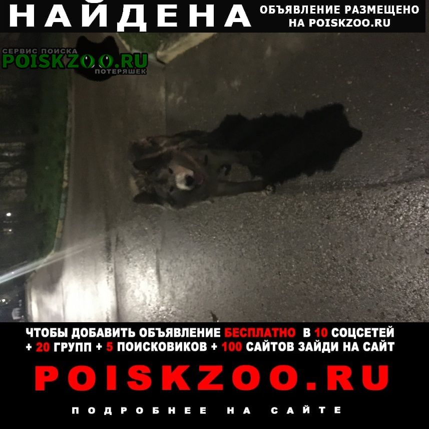 Найдена собака кобель маламут в московском районе Нижний Новгород