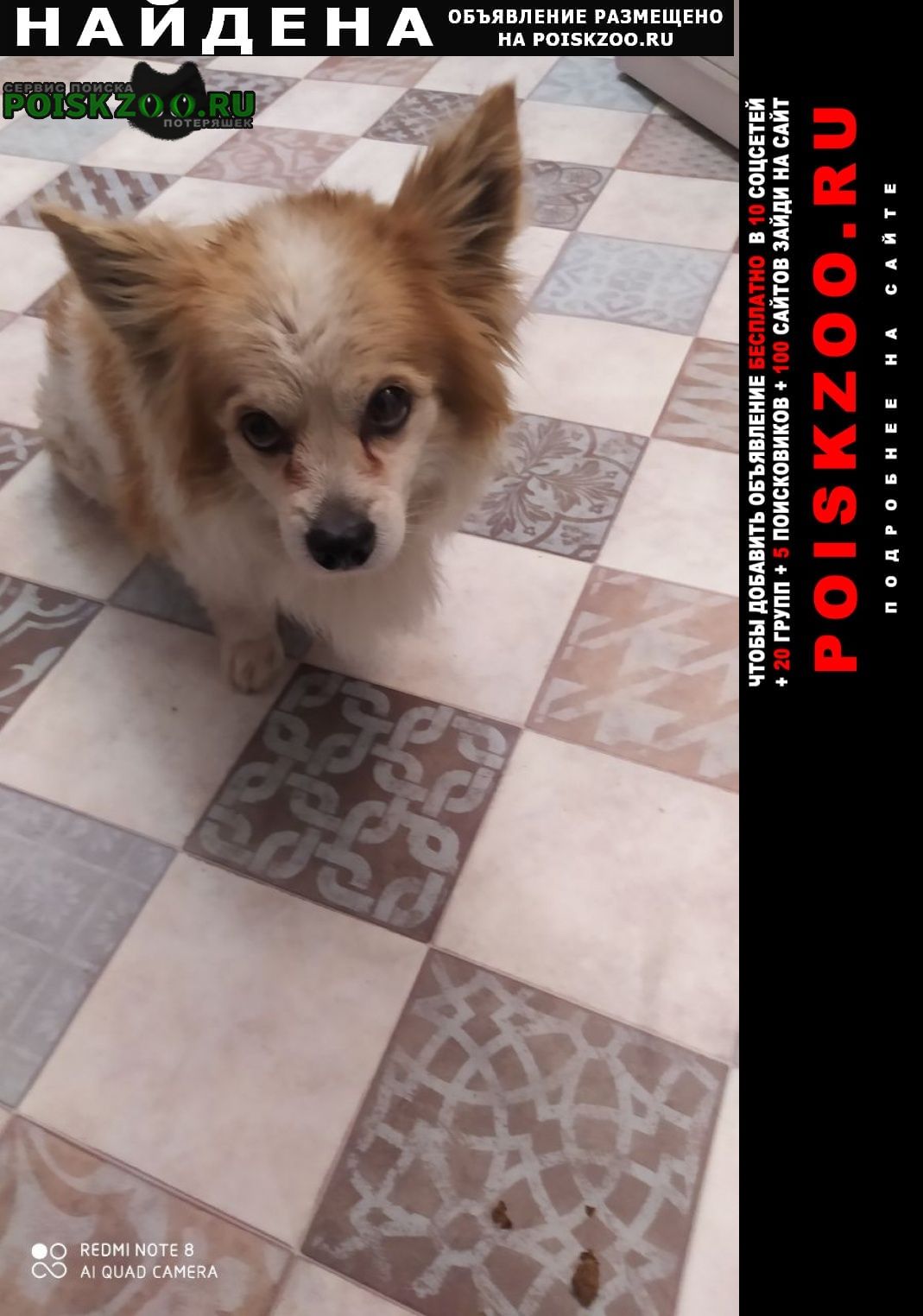 Найдена собака кобель маленький, коротколапый пёсик Пущино