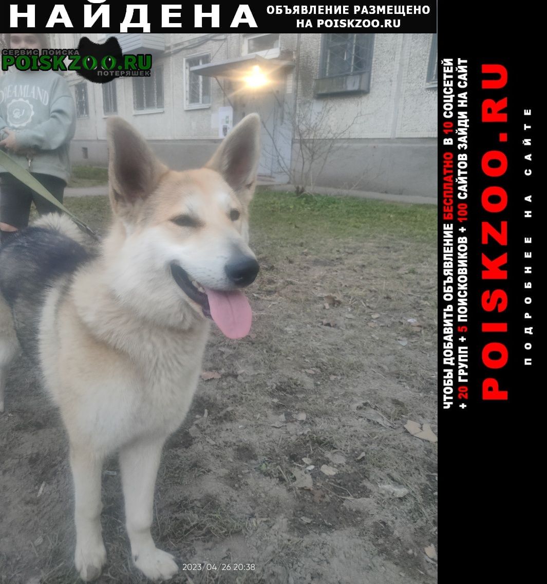 Найдена собака кобель сибирская лайка, кобель, года 1- 1. 5 у Санкт-Петербург