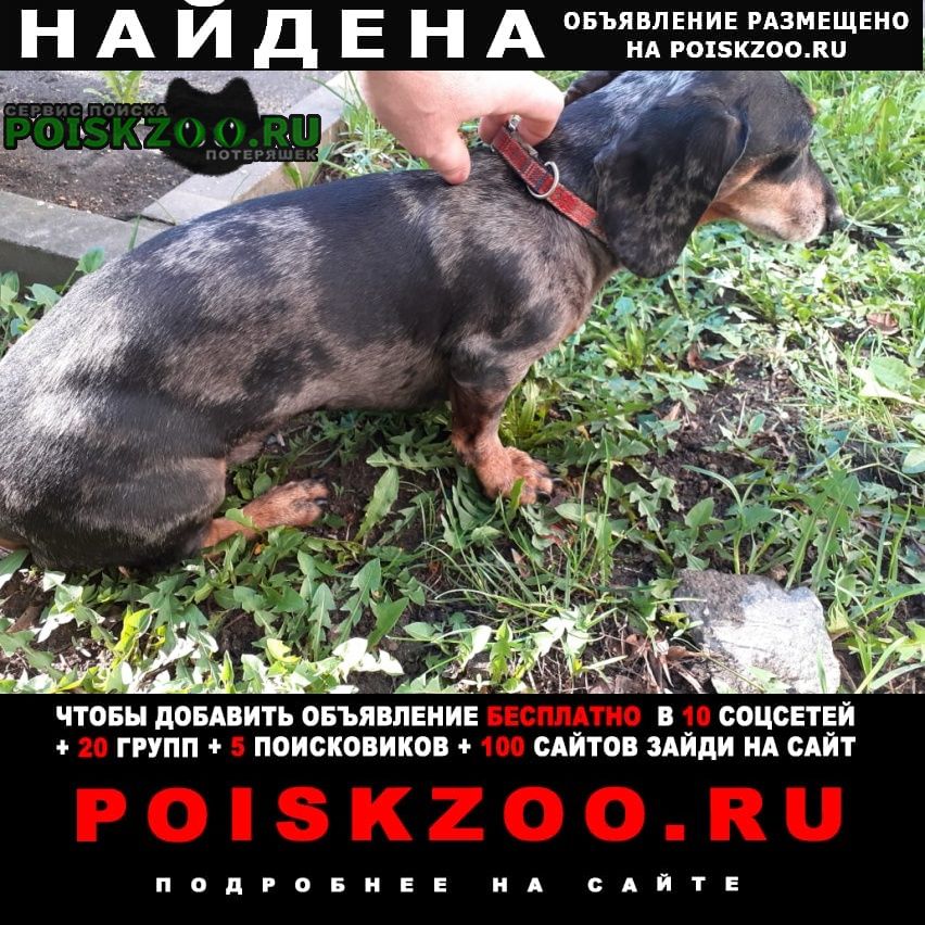 Найдена собака кобель такса в тушино Москва