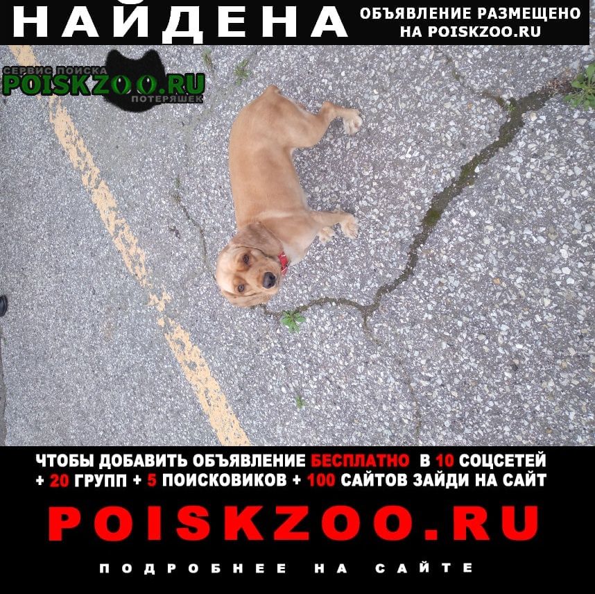 Найдена собака Новороссийск