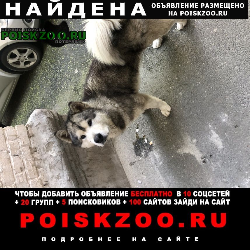 Найдена собака кобель Краснодар