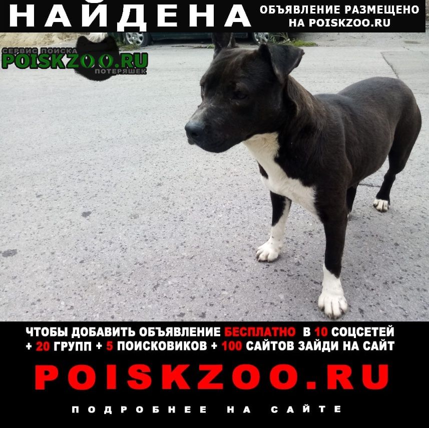 Найдена собака кобель хозяин, отзовись Ростов-на-Дону