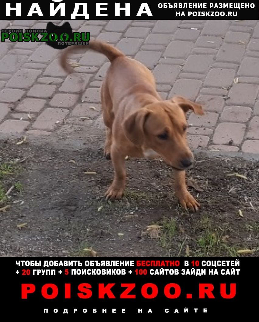 Найдена собака бегал песик возле ст м коломенское Москва