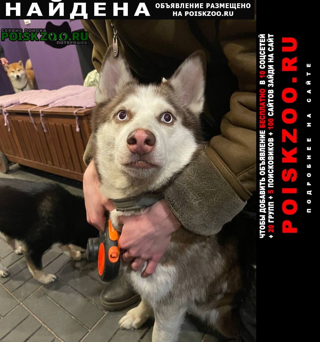 Найдена собака хаски Санкт-Петербург