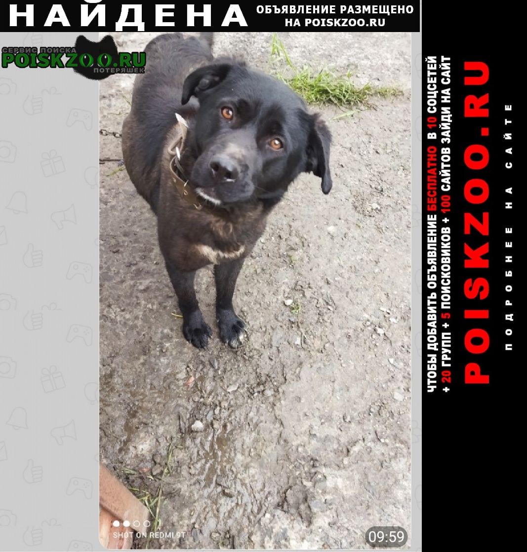 Найдена собака Ростов-на-Дону