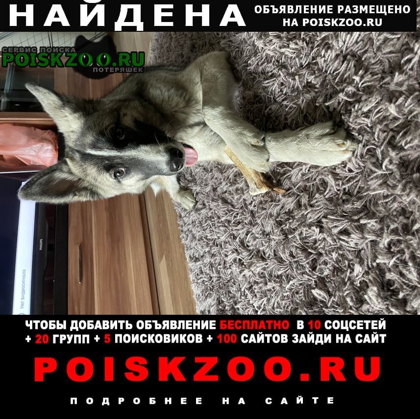 Найдена собака щенок-девочка Челябинск