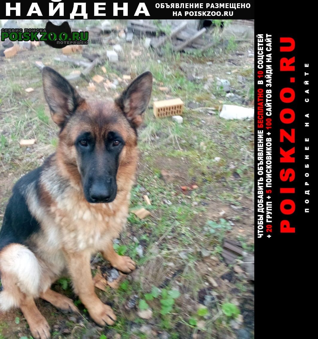 Пропала собака Малаховка