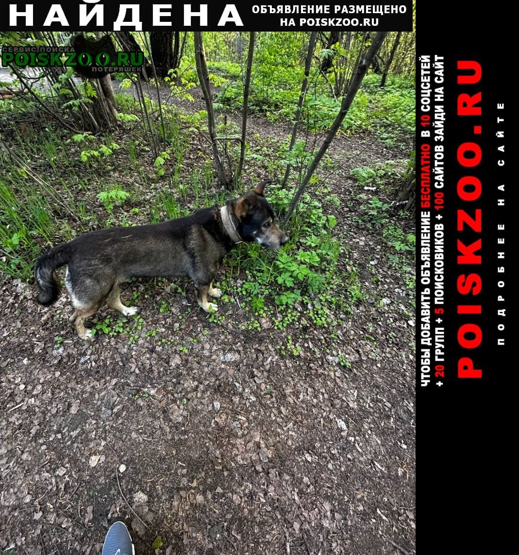Найдена собака кобель в двух ошейниках Москва