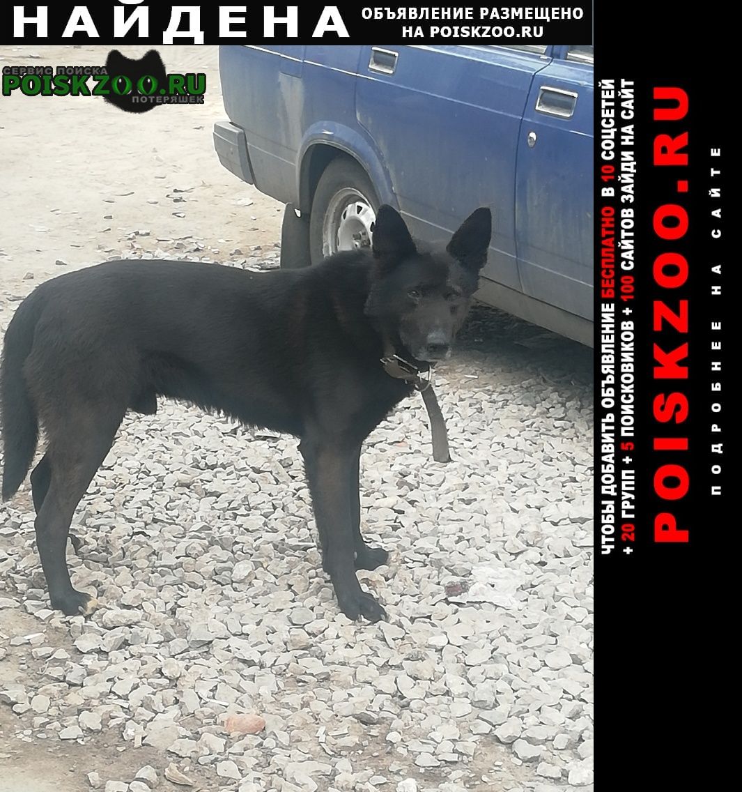 Найдена собака кобель чёрного цвета с ошейником Раменское