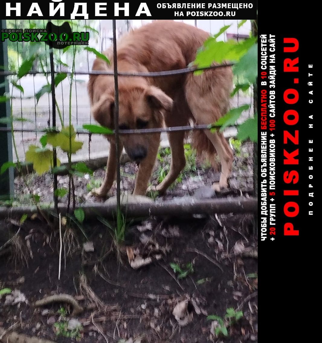 Найдена собака в нашем дворе прявилась потеряшка собака Пятигорск
