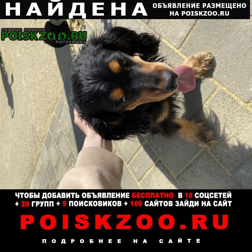 Найдена собака кобель спаниель Котельники
