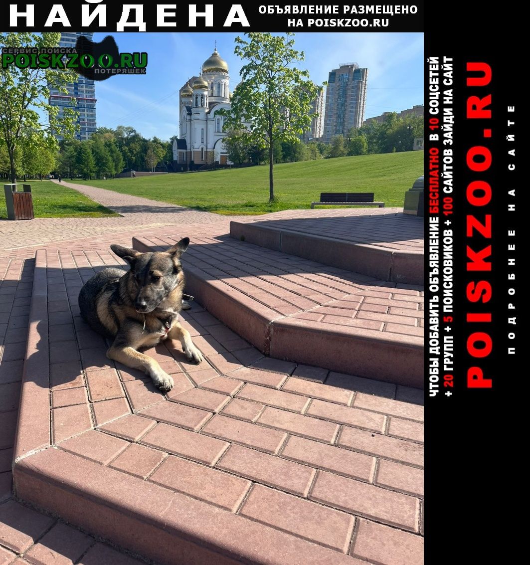 Найдена собака Москва