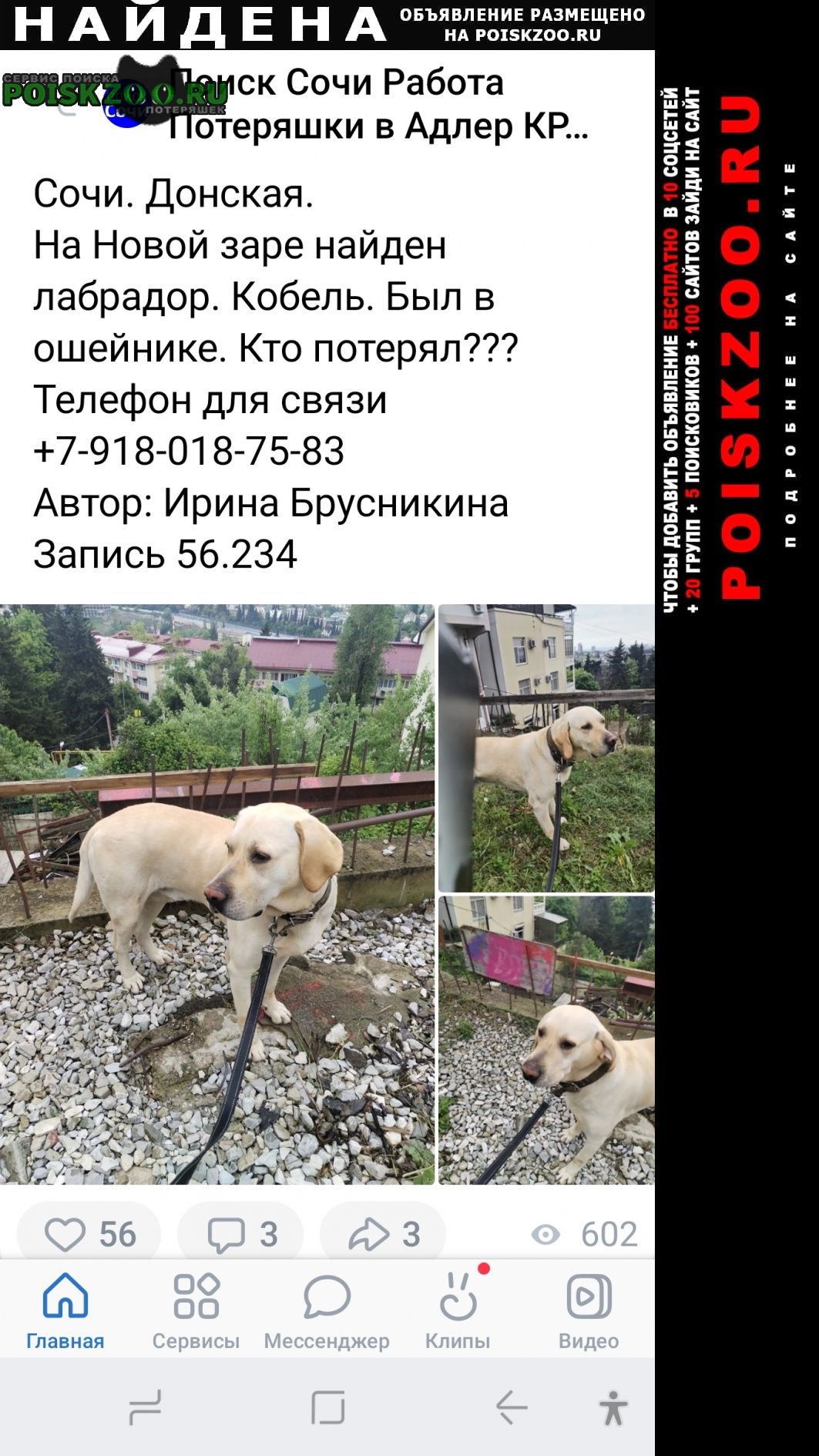 Найдена собака кобель в районе волковки лабрадор Сочи