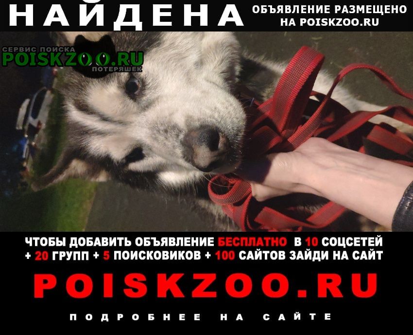 Найдена собака кобель нашли хаски. отрадное Москва