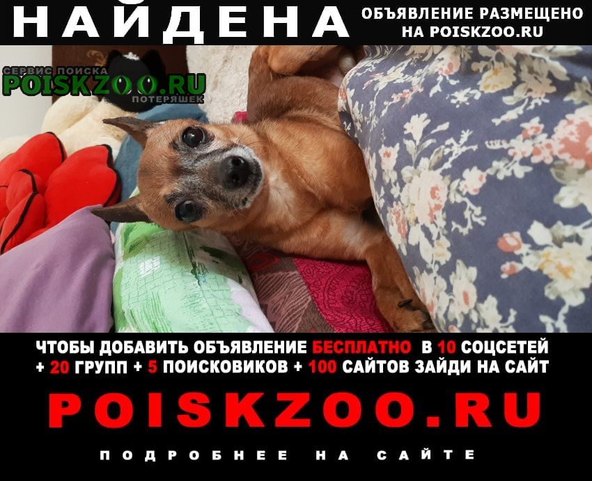 Найдена собака кобель той-терьер Климовск