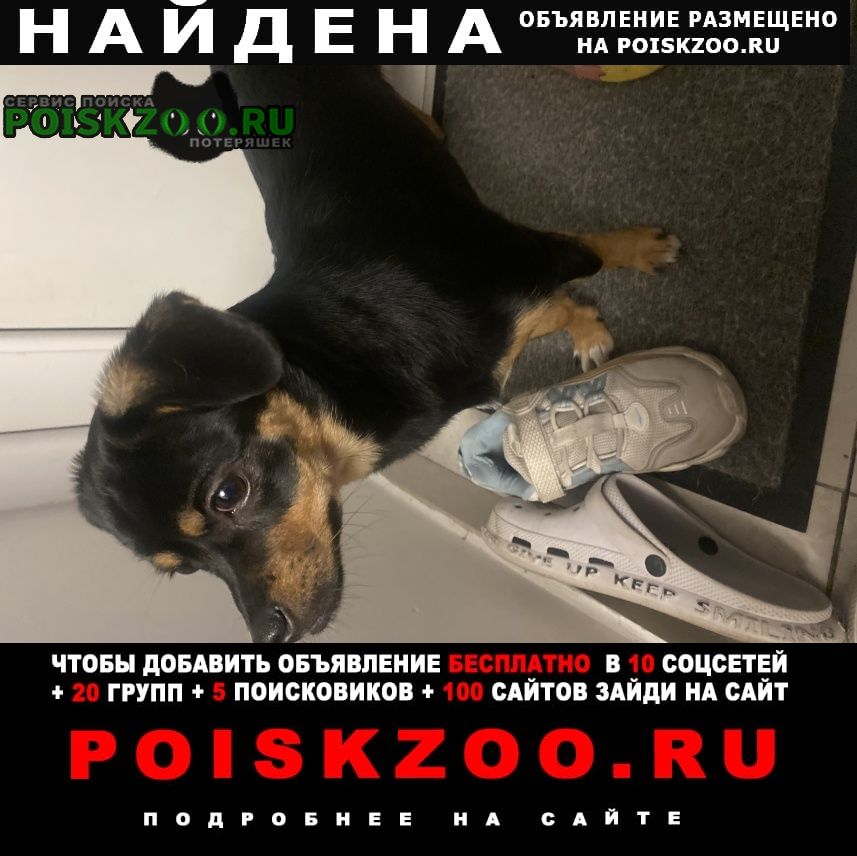 Найдена собака внимание Красноярск
