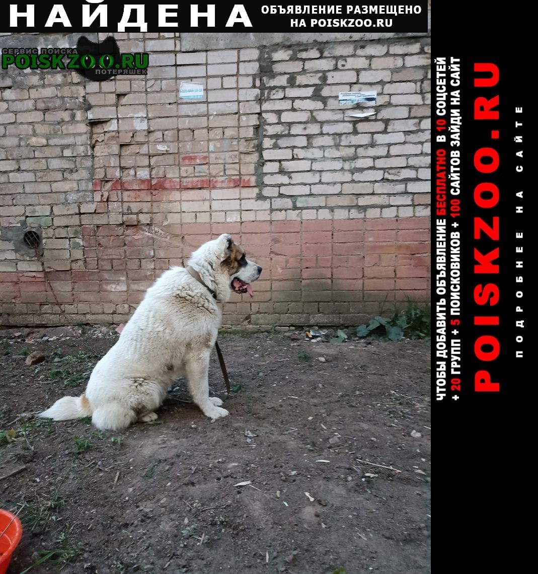 Найдена собака Кострома