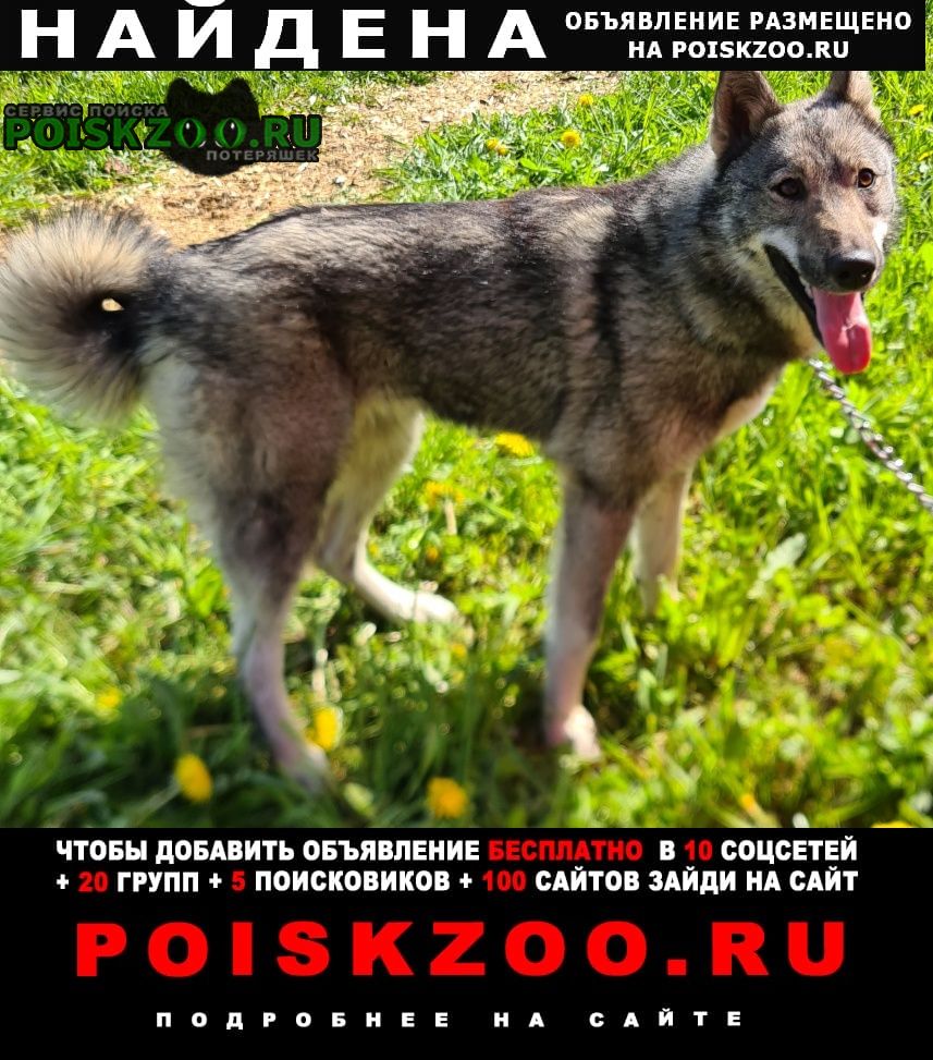 Найдена собака ленинградская область, ломоносовский р-о Сосновый Бор