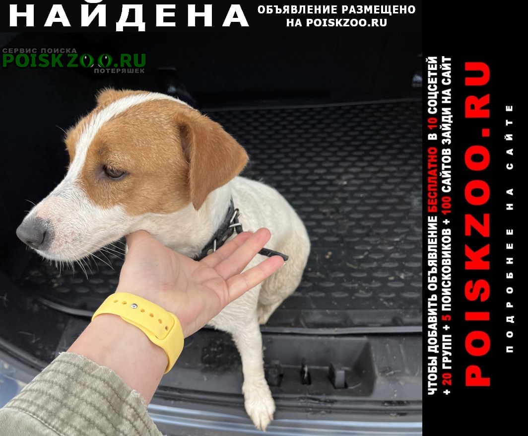 Найдена собака, собака джек рассел сука Ярославль