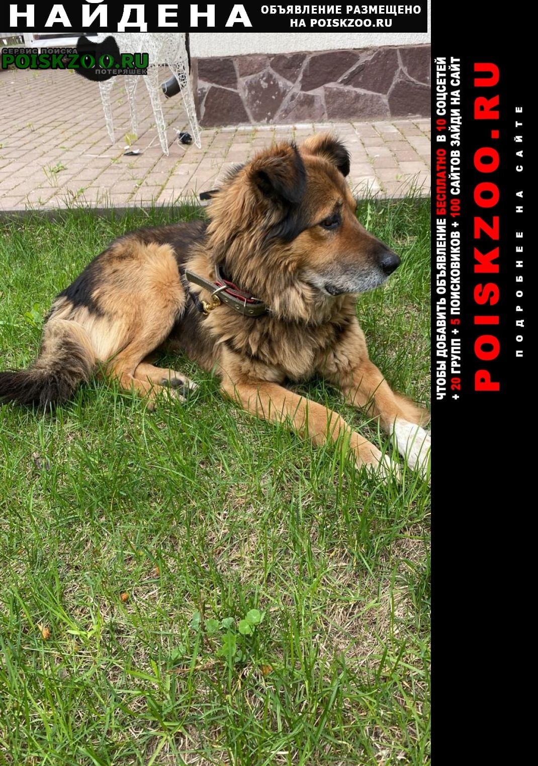 Найдена собака кобель район куркино, Москва