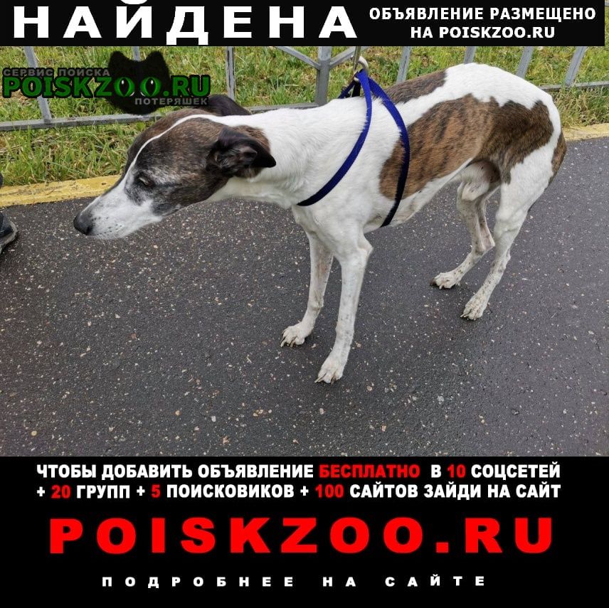 Найдена собака кобель уиппет Москва