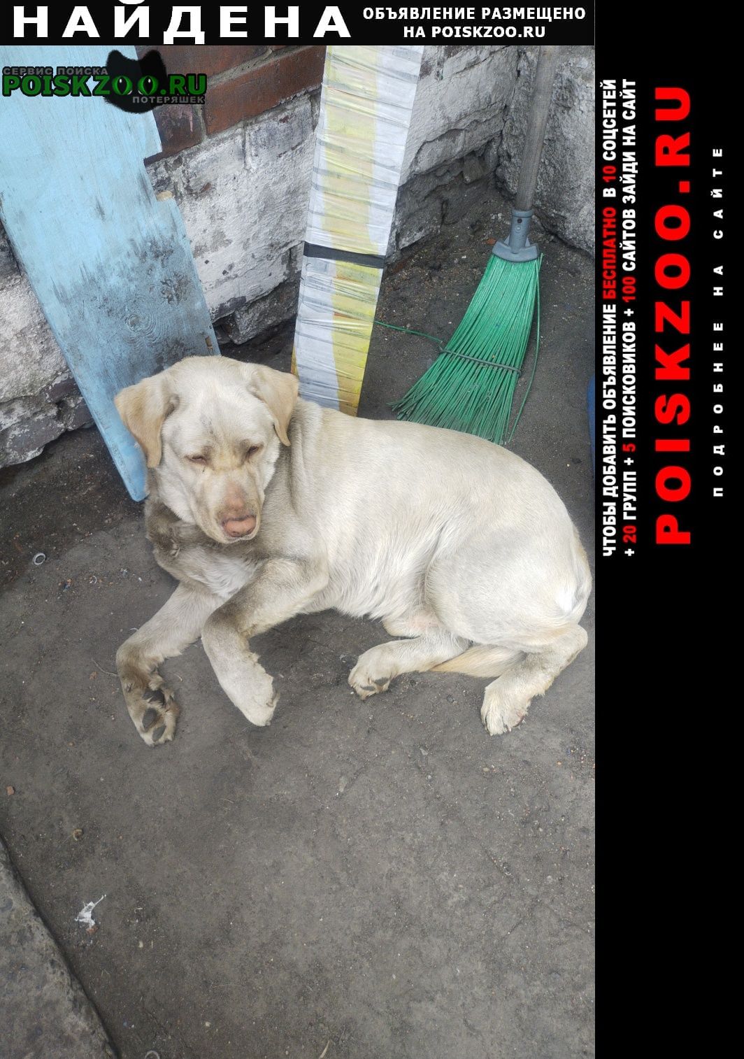 Найдена собака кобель лабрадор мальчик Новокузнецк