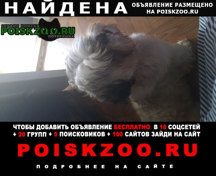 Найдена собака на ши-тцу Ростов-на-Дону
