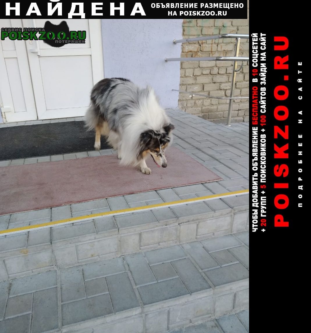 Найдена собака пожилая собака колли Екатеринбург