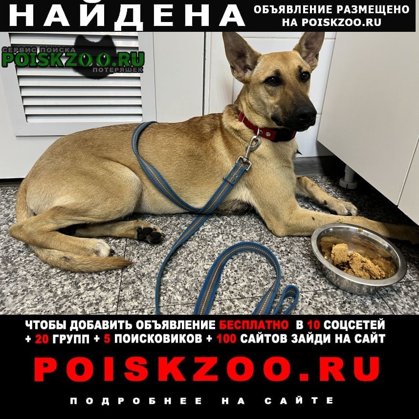 Найдена собака село знаменское Одинцово
