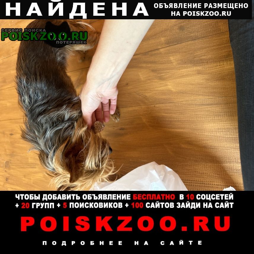 Найдена собака слепая собака. Новороссийск