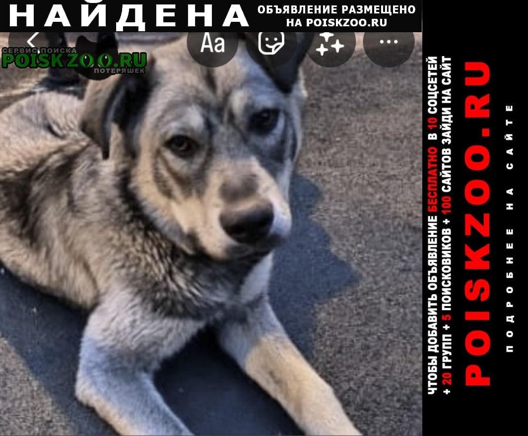 Найдена собака кобель Звенигород