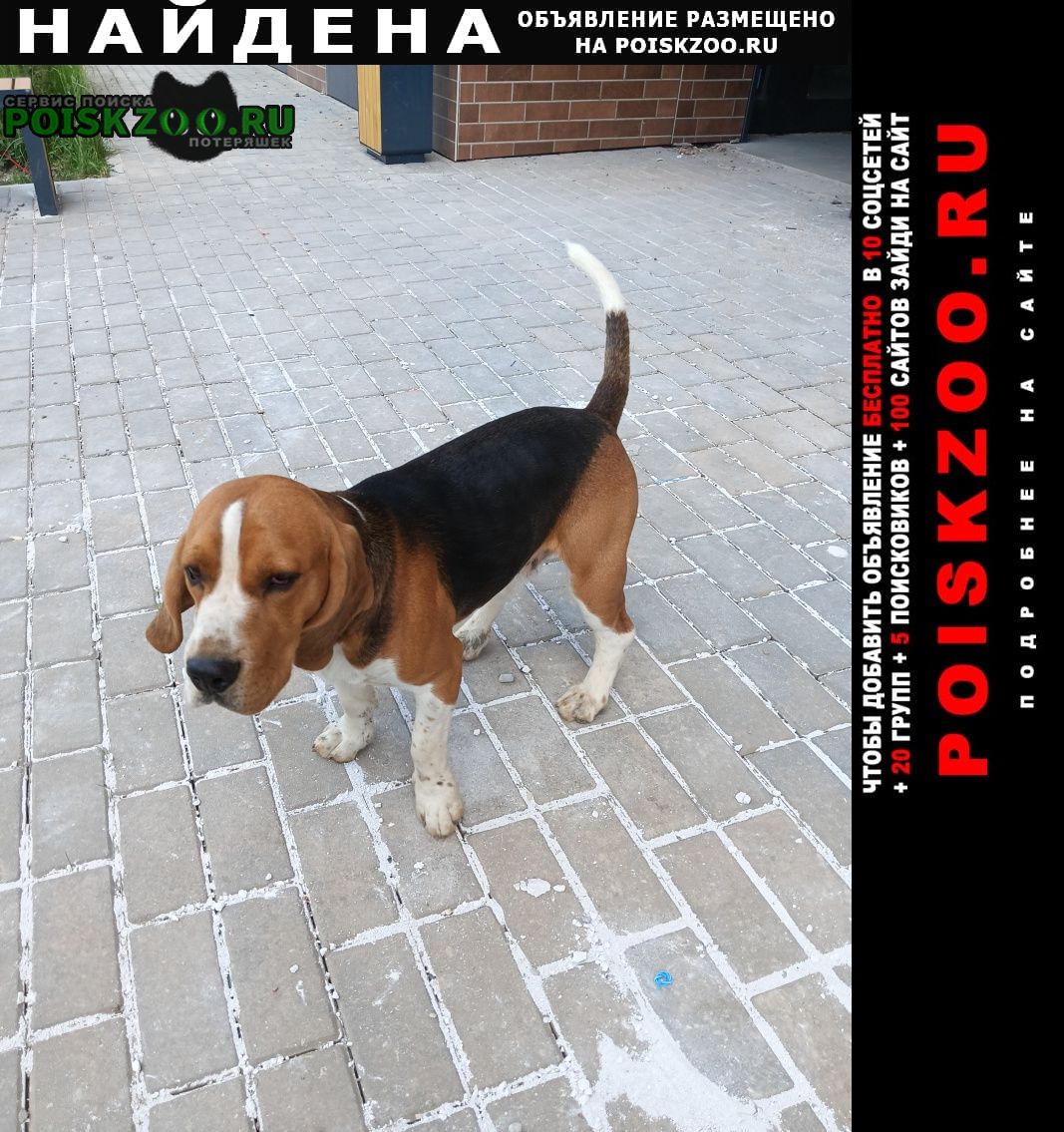 Найдена собака кобель Иваново