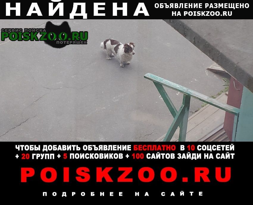 Найдена собака Архангельск