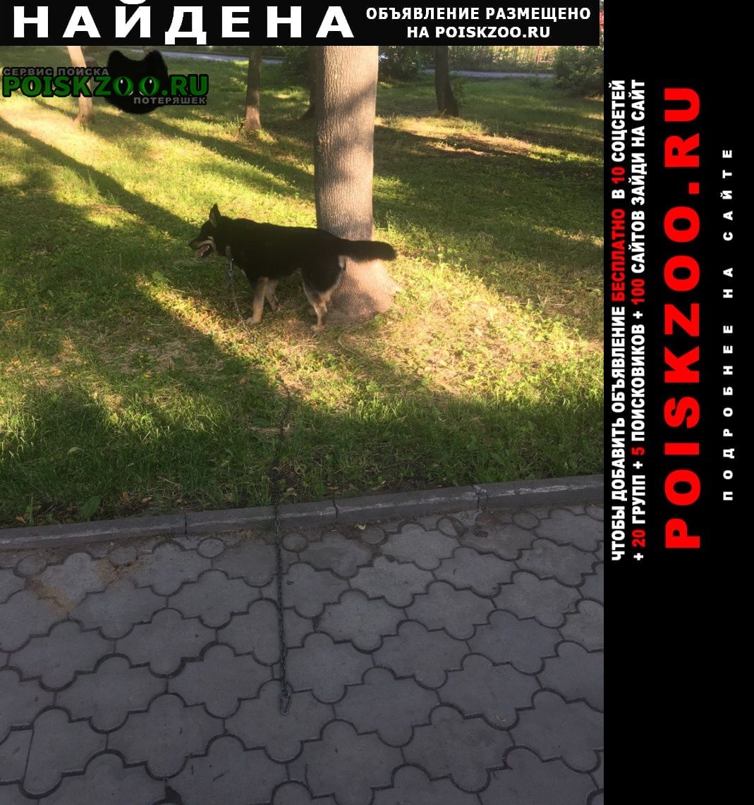 Найдена собака кобель на цепи в сормовском парк Нижний Новгород