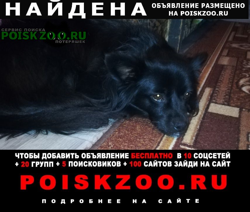 Найдена собака кобель внимание левый берег Воронеж