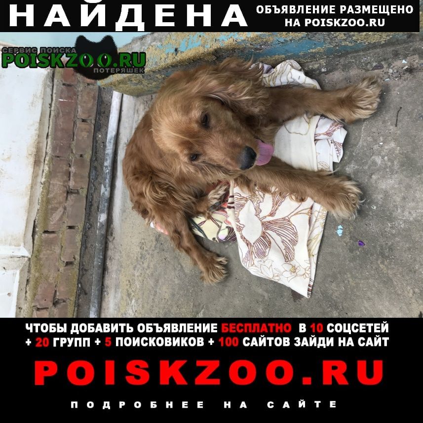 Найдена собака -спаниель, девочка Астрахань