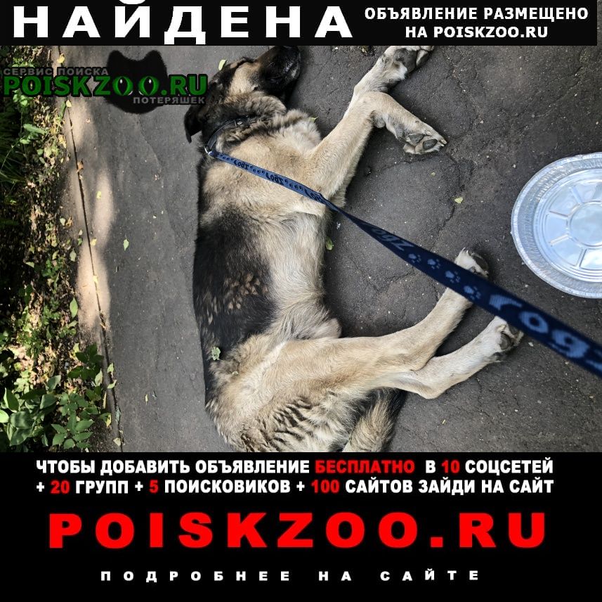 Найдена собака кобель с ранением в шее Москва