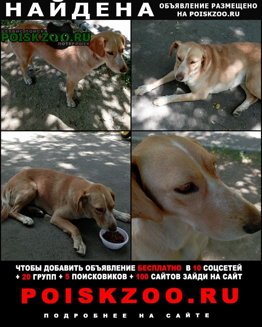 Найдена собака Алматы (Алма-Ата)