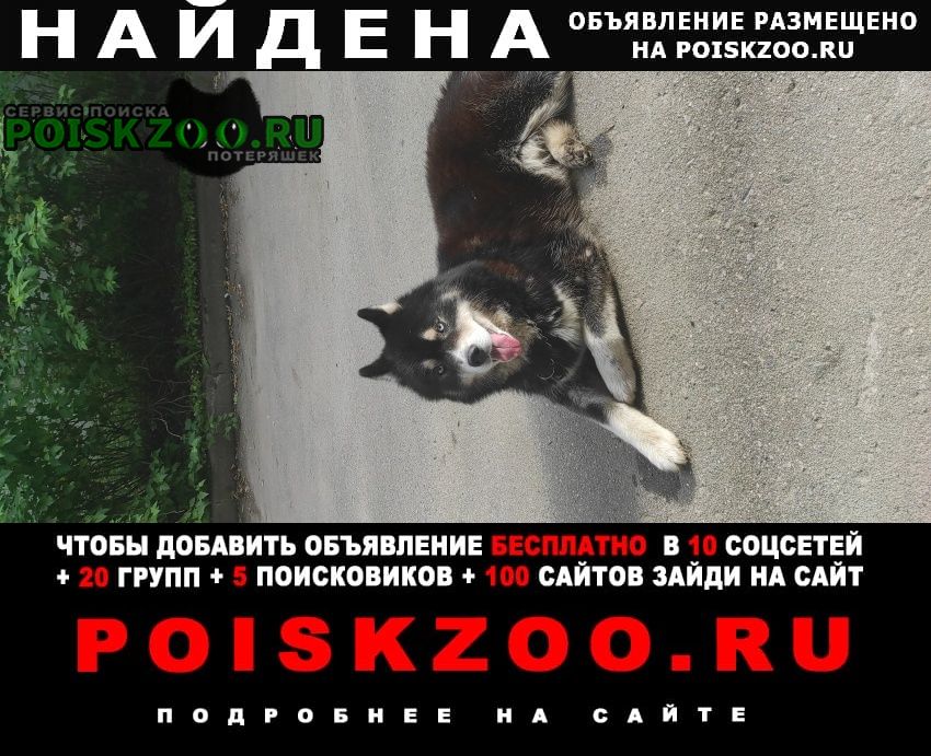 Найдена собака кобель на вид сибирский хаски, кобель. на шее ц Москва