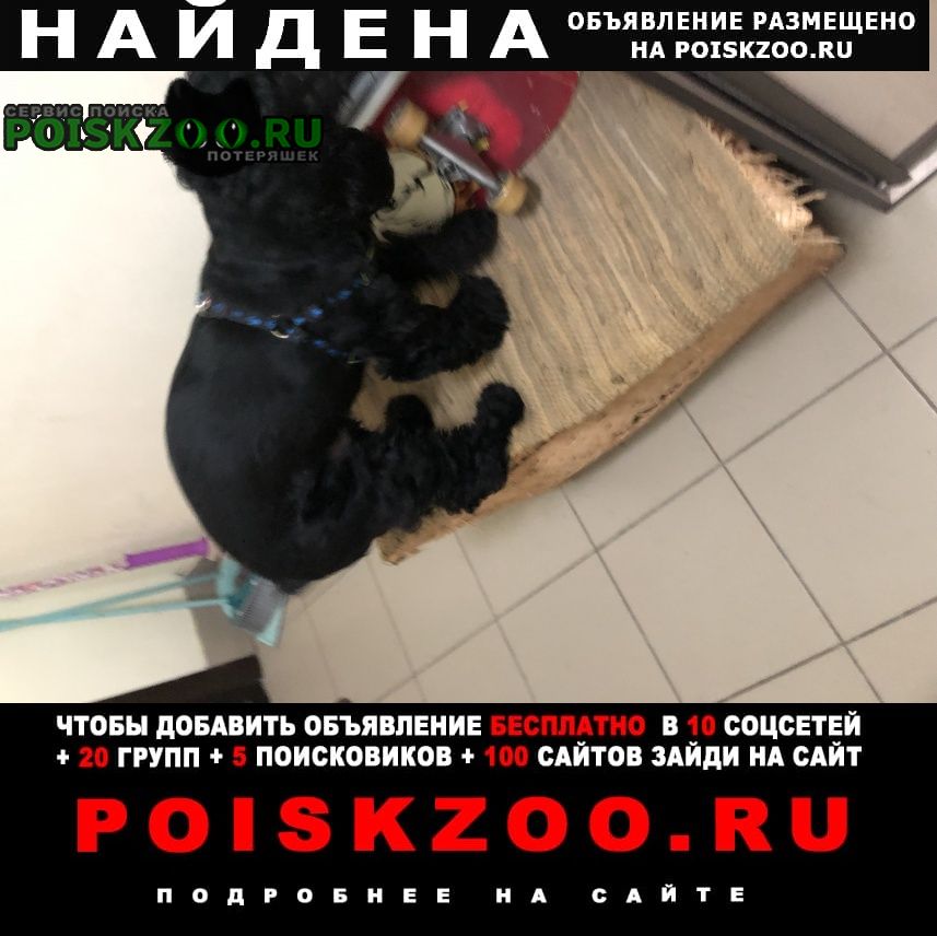 Найдена собака кобель чёрный спаниель Балашиха