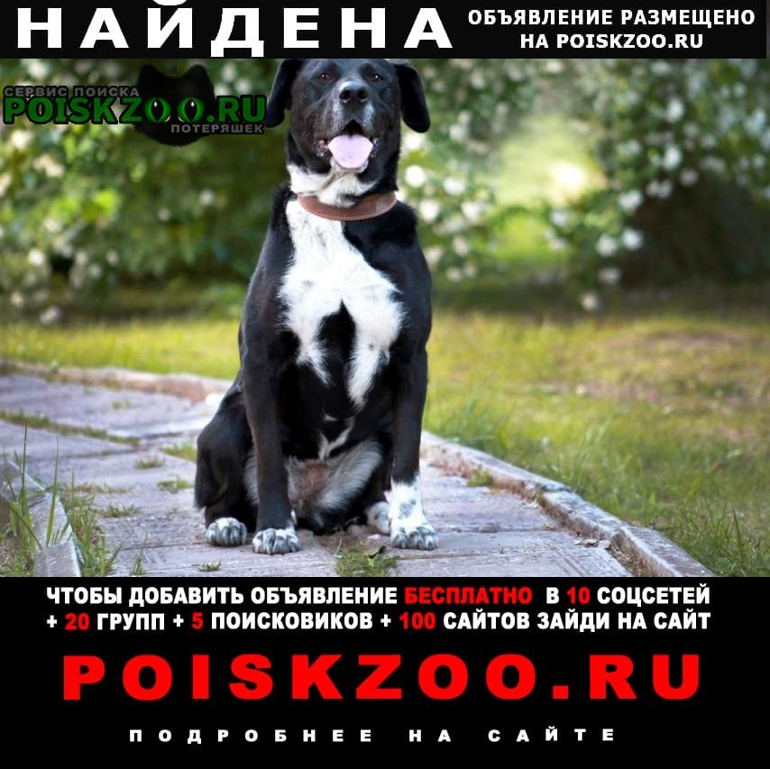 Найдена собака метис стаффордширского терьера Москва