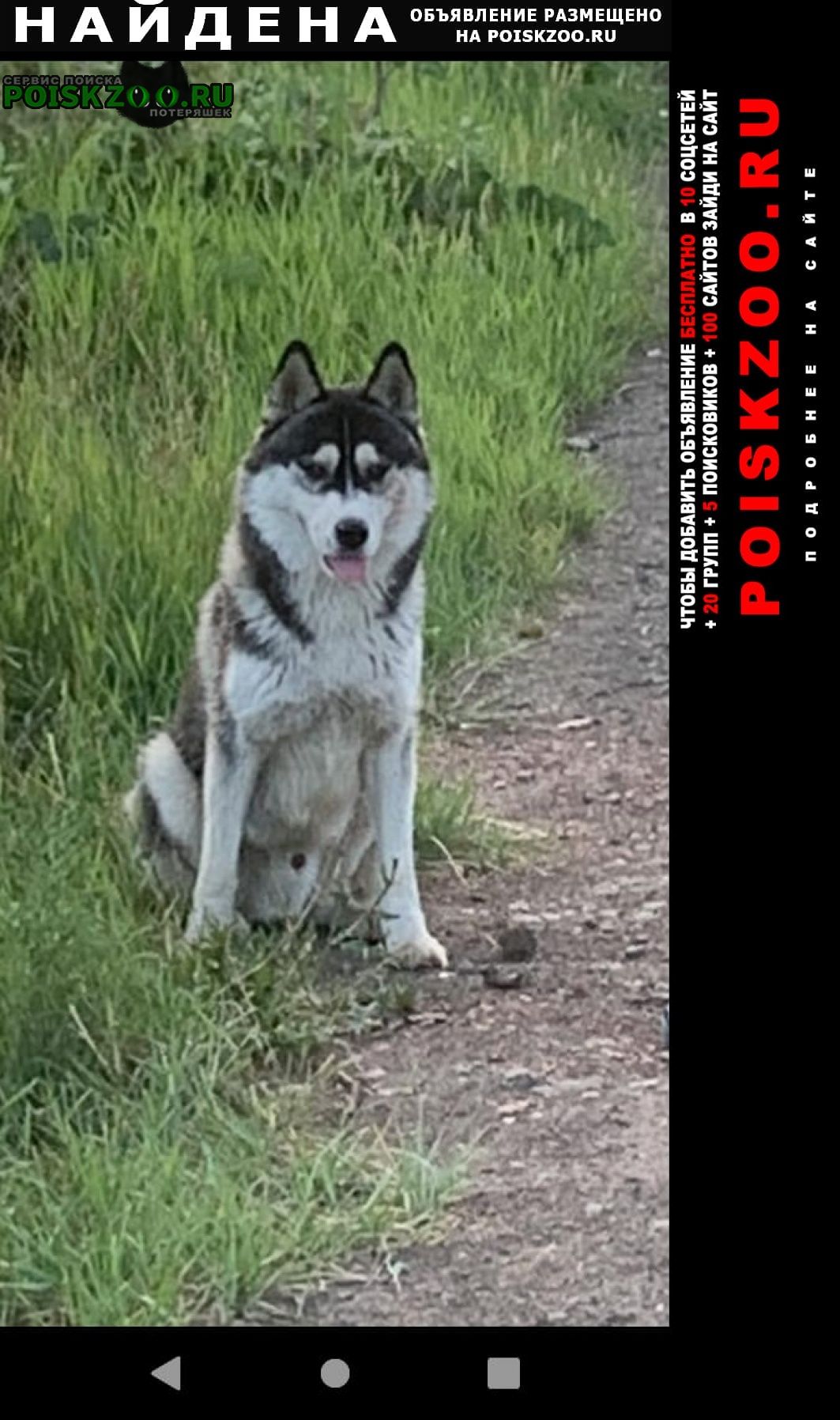 Найдена собака кобель хаски Челябинск