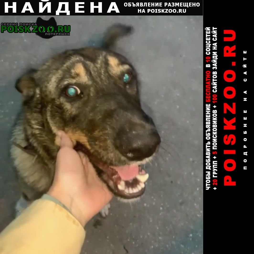 Найдена собака кобель замечен пёс Домодедово